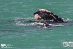Southern Right Whale, Hermanus, South-Africa