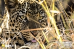 Leopard, Madikwe Private Game Reserve, South-Africa