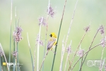 Southern Masked Weaver, Intaka Bird Island, Cape-Town, South-Africa