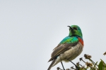 Double Collared Sunbird, Intaka Bird Island, Cape Town, South Africa