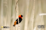 Red Bishop, Intaka Bird Island, Cape Town, South Africa