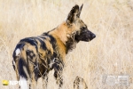 Wild Dog, Madikwe Private Game Reserve, South-Africa