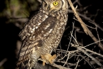 Spotted Eagle Owl, Madikwe Private Game Reserve, South-Africa