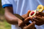 Nutmeg, Zanzibar, Tanzania Nutmeg, Zanzibar, Tanzania