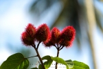 Lipstick Plant, Zanzibar, Tanzania