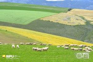 Pastoral, Overberg, South Africa