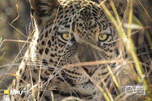 Leopard, Madikwe Private Game Reserve, Mosetlha, South-Africa