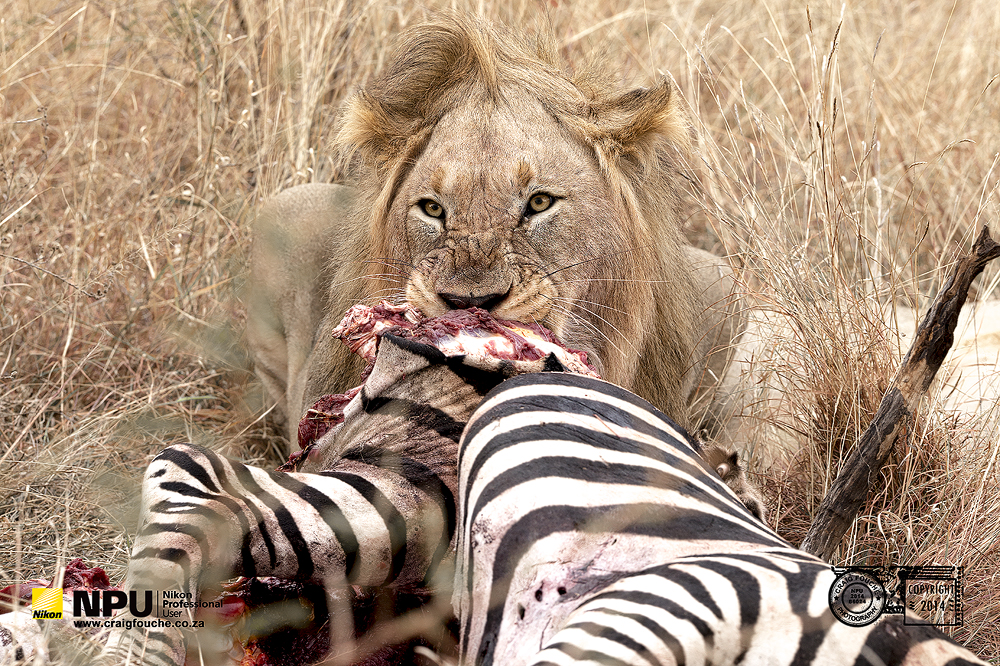 Lion at a Zebra Kill, Madikwe Private Game Reserve, Mosetlha, South-Africa