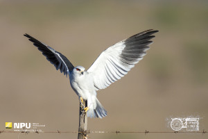 Black-Shouldered Kite