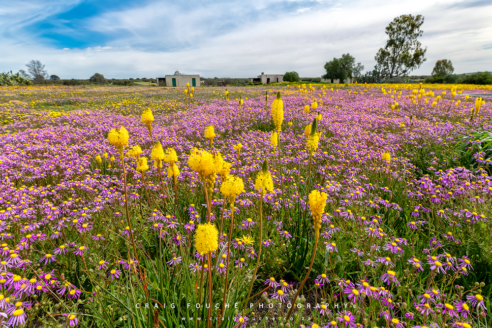 Hantam and Roggeveld – Crazy Daisy and Bitterly Cold