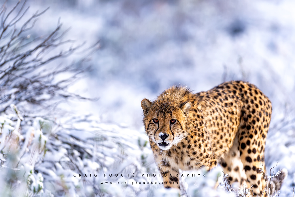 Cheetah in the snow
