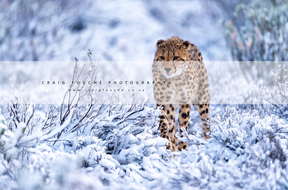 Snow Cheetahs Of South Africa
