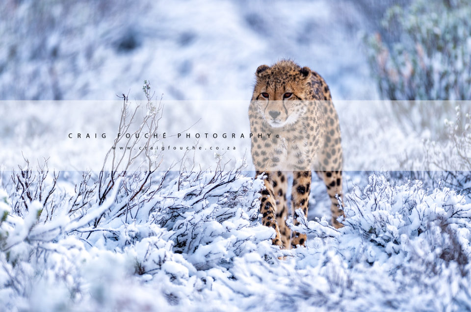 Snow, Cheetah, Snow Cheetah, Snow Cheetahs, Snow Cheetahs Of Africa, Cheetahs In The Snow, Ice Cats, Ice Cats Of Africa, African Cheetah, National Geographic, Weg/Go!, Weg Magazine, Karoo, EWT, Endangered Wildlife Trust, South African Cheetah Metapopulation Project, Cheetah Metapopulation, Rogge Cloof, Wildlife, Kirsten Frost, Craig Fouché, Craig Fouché Photography