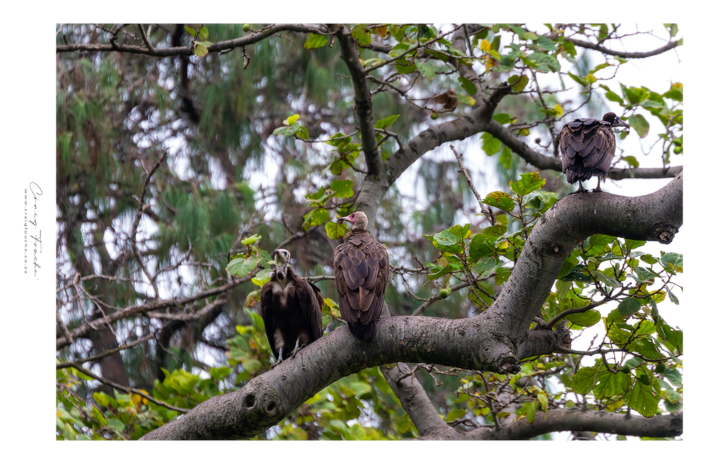 Palmnut Vultures, Rwanda, Iron Man Rwanda